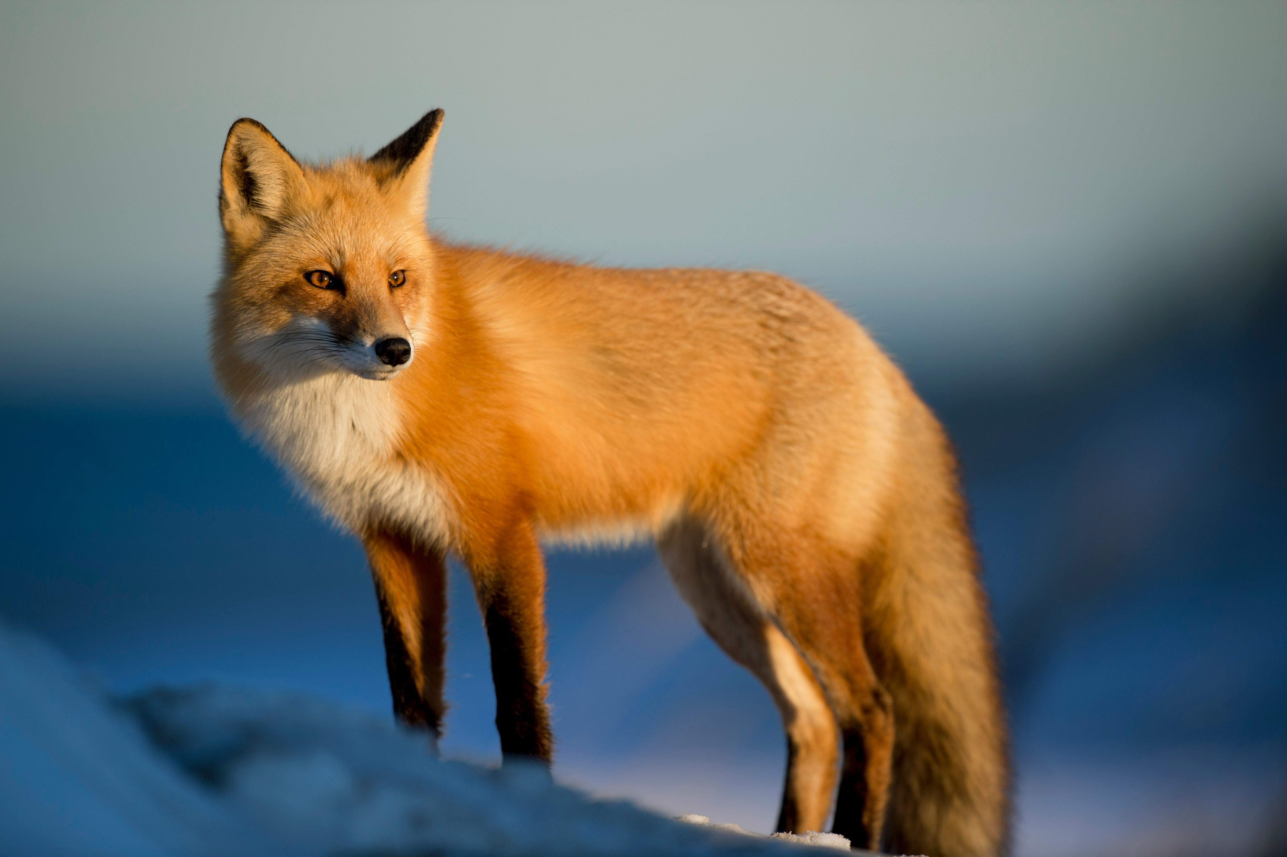 A sly fox