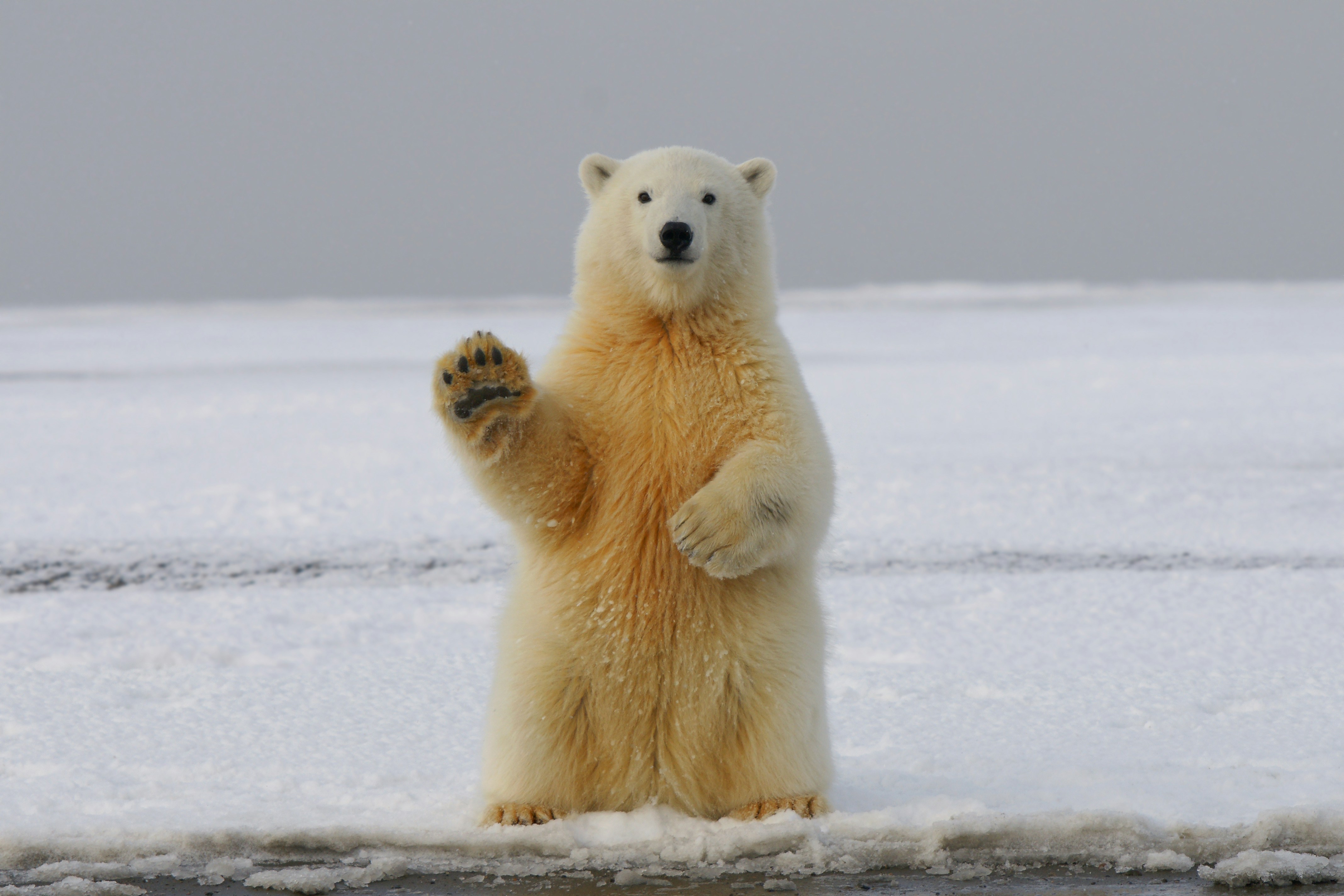 Polar bear in the snow