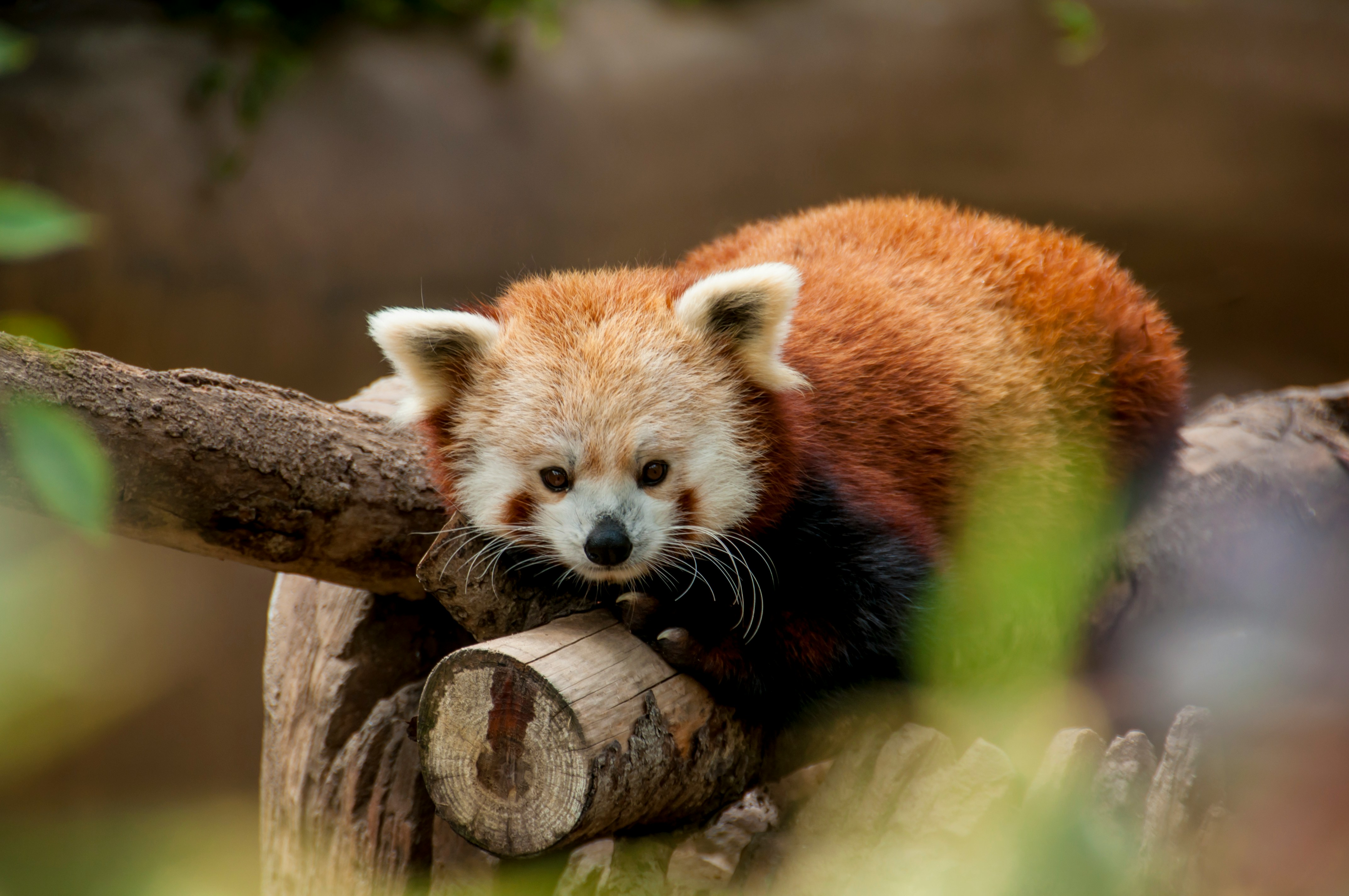 A red panda