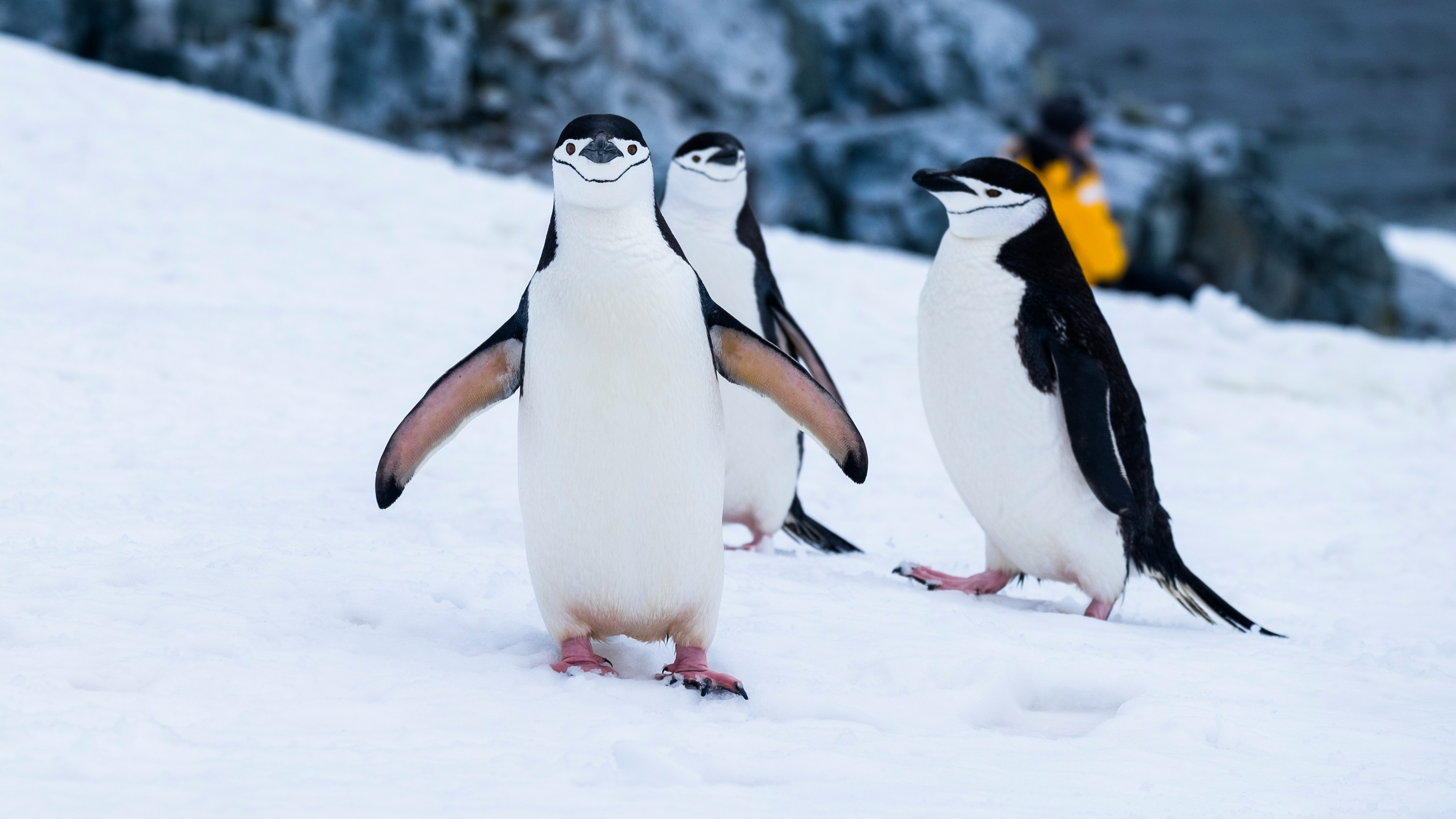 Penguins 3